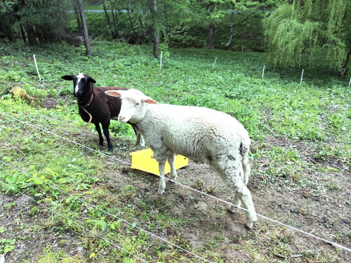 Ferienwohnung Bastei Rosenthal-Bielatal Zewnętrze zdjęcie